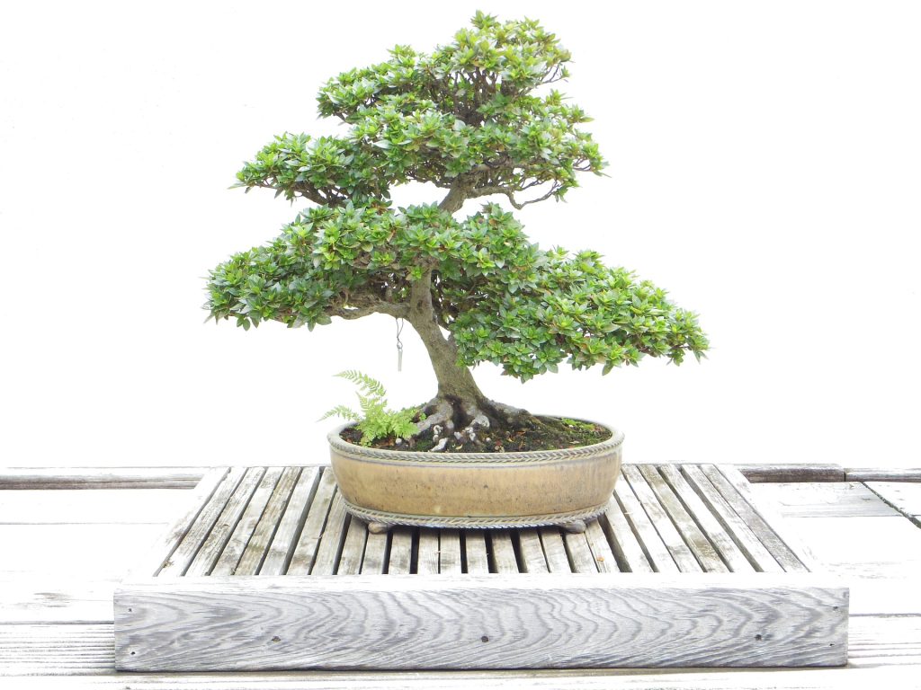 What is maintenance as a service? It's like hiring someone to take care of a Bonsai tree. It will last a long time if you maintain it. You can do it yourself or pay someone with the expertise to do it for you.